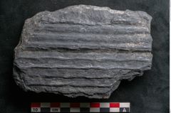 Foto (Detailansicht) von Syringodendron cyclostigma Brongniart (NHMW-GEO-2024-0188-11108)